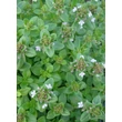 Kép 3/3 - Thymus citriodorus (x) 'Lemon' - Citromillatú kakukkfű