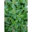 Kép 2/3 - Thymus citriodorus (x) 'Lemon' - Citromillatú kakukkfű