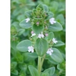 Kép 1/3 - Thymus citriodorus (x) 'Lemon' - Citromillatú kakukkfű