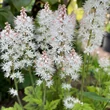Kép 2/4 - Tiarella 'Pink Skyrocket' – Turbántok