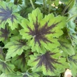 Kép 3/4 - Tiarella 'Pink Skyrocket' – Turbántok