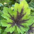 Kép 4/4 - Tiarella 'Pink Skyrocket' – Turbántok