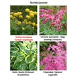 Kép 5/5 - Trollius europaeus - Európai zergeboglár (sárga)