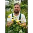 Kép 2/5 - Trollius 'New Moon' – Hibrid zergeboglár