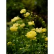 Kép 3/5 - Trollius 'New Moon' – Hibrid zergeboglár