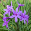 Kép 2/2 - Tulbaghia violacea – Fokföldi csillagvirág