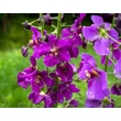Kép 1/4 - Verbascum phoeniceum 'Violetta' – Lila ökörfarkkóró