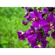 Kép 4/4 - Verbascum phoeniceum 'Violetta' – Lila ökörfarkkóró képek rendelés vásárlás a Megyeri Szabolcs Kertészeti webáruházban