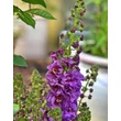 Kép 2/4 - Verbascum phoeniceum 'Violetta' – Lila ökörfarkkóró képek rendelés vásárlás a Megyeri Szabolcs Kertészeti webáruházban