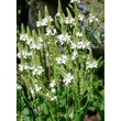 Kép 4/4 - Verbena hastata 'Alba' – Dúsvirágú verbéna