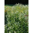 Kép 2/4 - Verbena hastata 'Alba' – Dúsvirágú verbéna