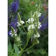 Kép 3/4 - Verbena hastata 'Alba' – Dúsvirágú verbéna