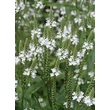Kép 1/4 - Verbena hastata 'Alba' – Dúsvirágú verbéna