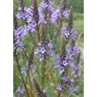 Kép 4/4 - Verbena hastata 'Blue Spires' – Dúsvirágú verbéna