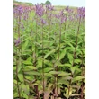 Kép 2/4 - Verbena hastata 'Blue Spires' – Dúsvirágú verbéna