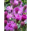 Kép 5/5 - Vernonia crinita 'Mammuth' – Vernónia