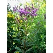 Kép 4/5 - Vernonia crinita 'Mammuth' – Vernónia