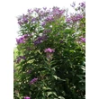 Kép 3/5 - Vernonia crinita 'Mammuth' – Vernónia