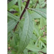 Kép 2/5 - Vernonia crinita 'Mammuth' – Vernónia