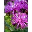 Kép 1/5 - Vernonia crinita 'Mammuth' – Vernónia