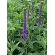 Kép 3/5 - Veronica longifolia 'Christa' – Hosszúlevelű veronika