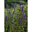 Kép 4/5 - Veronica longifolia 'Christa' – Hosszúlevelű veronika