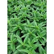 Kép 2/5 - Veronica longifolia 'Christa' – Hosszúlevelű veronika