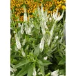 Kép 4/4 - Veronica longifolia 'First Lady' – Veronika