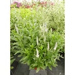 Kép 3/4 - Veronica longifolia 'First Lady' – Veronika