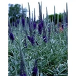 Kép 1/5 - Veronica spicata subsp. Incana – Szürke veronika