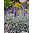 Kép 4/5 - Veronica spicata subsp. Incana – Szürke veronika levélzete