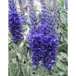 Kép 5/5 - Veronica spicata subsp. Incana – Szürke veronika virágzó állapotban
