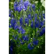 Kép 3/3 - Veronica teucrium/austriaca 'Knallblau' - Gamandor veronika