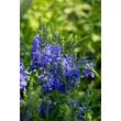 Kép 2/3 - Veronica teucrium/austriaca 'Knallblau' - Gamandor veronika