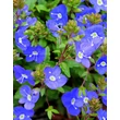 Kép 1/5 - Veronica umbrosa 'Georgia Blue' - Veronika (kék)