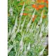 Kép 1/5 - Veronicastrum virginicum 'Diana' – Virginiai veronika