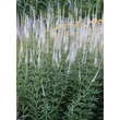 Kép 4/5 - Veronicastrum virginicum 'Diana' – Virginiai veronika
