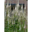 Kép 3/5 - Veronicastrum virginicum 'Diana' – Virginiai veronika