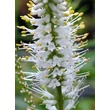 Kép 5/5 - Veronicastrum virginicum 'Diana' – Virginiai veronika