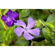 Kép 3/3 - Vinca major 'Maculata' – Nagy meténg - képek rendelés vásárlás a Megyeri Szabolcs Kertészeti webáruházban
