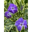 Kép 1/5 - Vinca major 'Variegata' - Nagy meténg, nagy télizöld (kék)