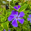 Kép 3/5 - Vinca major 'Variegata' - Nagy meténg, nagy télizöld (kék)