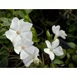 Kép 2/4 - Vinca minor 'Alba' - Fehér virágú kis télizöld - képek rendelés vásárlás a Megyeri Szabolcs Kertészeti webáruházban