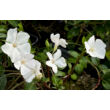 Kép 3/4 - Vinca minor 'Alba' - Fehér virágú kis télizöld - képek rendelés vásárlás a Megyeri Szabolcs Kertészeti webáruházban