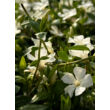 Kép 1/4 - Vinca minor 'Alba' - Fehér virágú kis télizöld