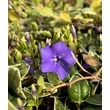 Kép 2/2 - Vinca minor 'Argenteovariegata' – Kis télizöld - képek rendelés vásárlás a Megyeri Szabolcs Kertészeti webáruházban