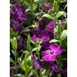 Kép 3/4 - Vinca minor 'Atropurpurea' - Kis télizöld (bíbor) - képek rendelés vásárlás a Megyeri Szabolcs Kertészeti webáruházban