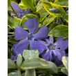 Kép 3/3 - Vinca minor 'Aureovariegata' – Kis télizöld - képek rendelés vásárlás a Megyeri Szabolcs Kertészeti webáruházban
