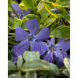 Kép 3/3 - Vinca minor 'Aureovariegata' – Kis télizöld - képek rendelés vásárlás a Megyeri Szabolcs Kertészeti webáruházban