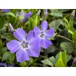 Kép 4/9 - Vinca minor 'Bowles Variety' – Kis télizöld (kék) - képek rendelés vásárlás a Megyeri Szabolcs Kertészeti webáruházban